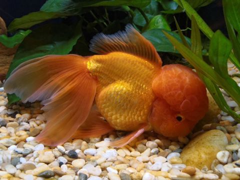 Oranda, Sülhsevər — Bakı