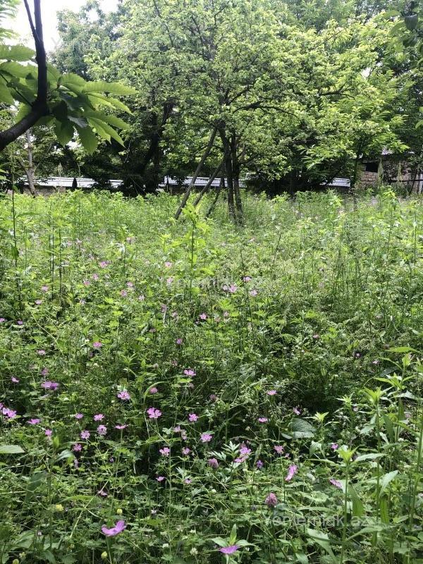 Satılır Torpaq sahəsi, 15 sot, Qəbələ — Torpaq, Qəbələ (4)