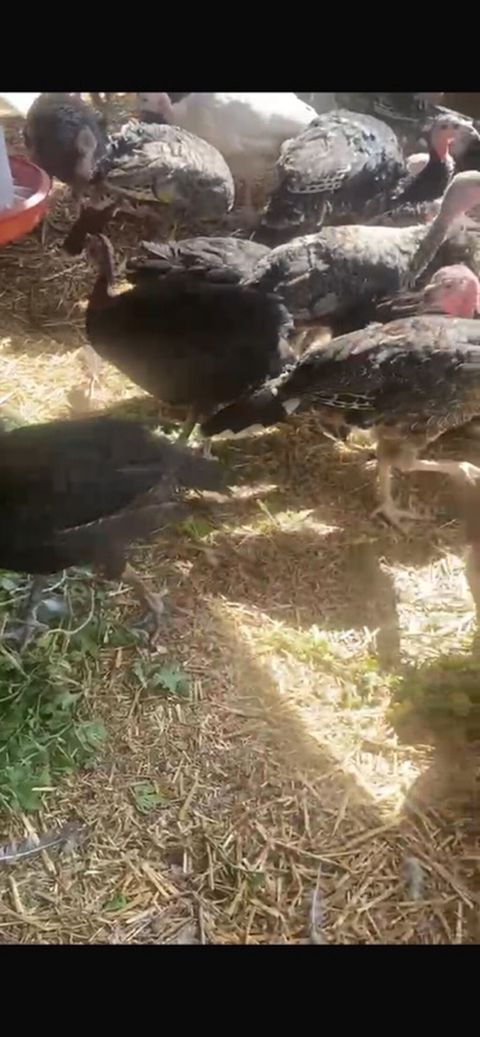 3ay yarımlıq amerikan bronz hinduşkalar satılır-35 manat 3 aylıqlarda — Digah