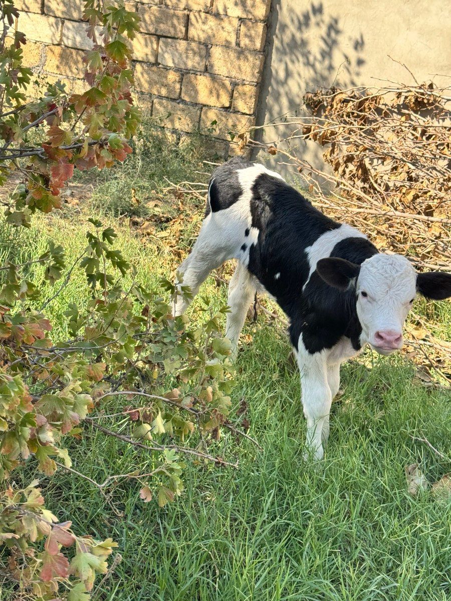 Simmental buzov — Kənd təsərrüfatı heyvanları, Sumqayıt (5)