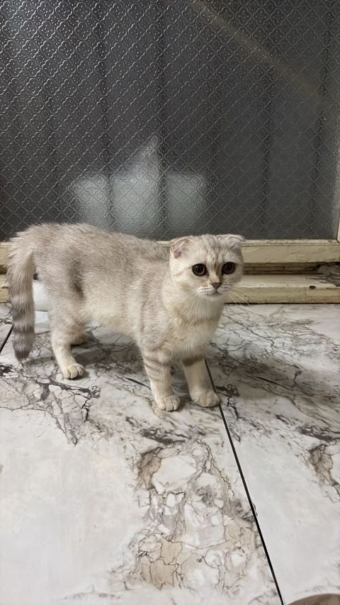 Şotland, Dişi, Yaxşı əllərə, Ünvandan götürmə — Digah