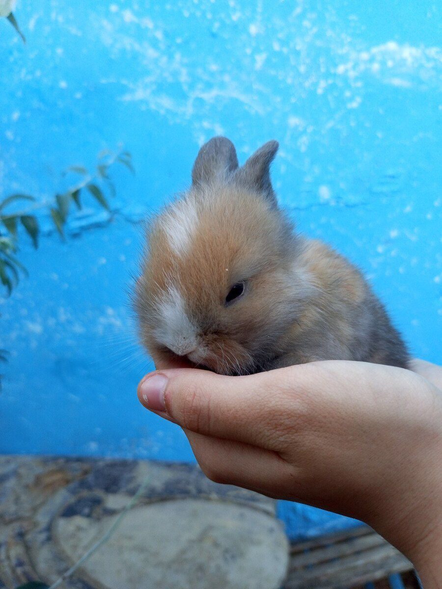 Holland lop dovşanı — Dovşanlar, Bakı (4)