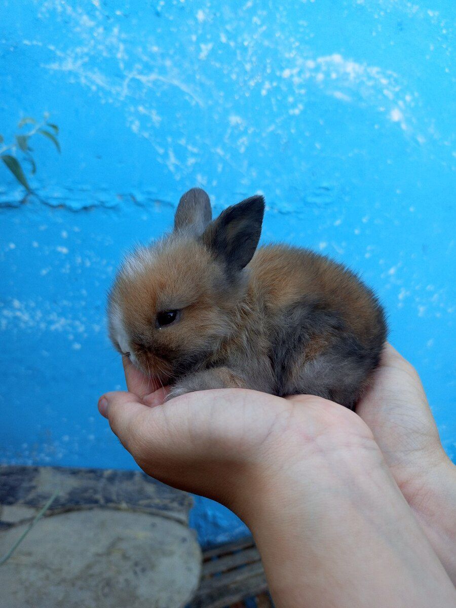 Holland lop dovşanı — Dovşanlar, Bakı (3)