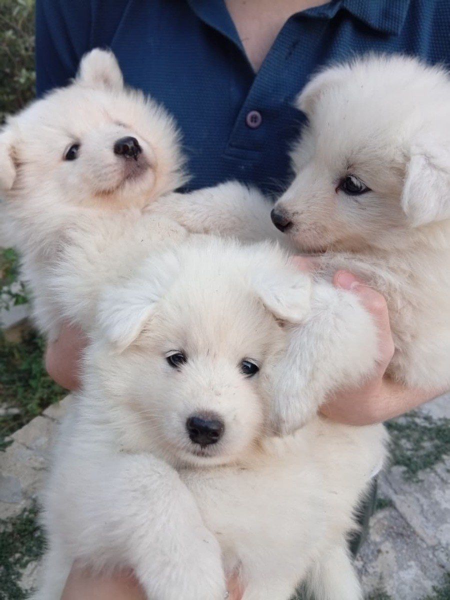 Samoyed balası — Köpəklər, Bakı