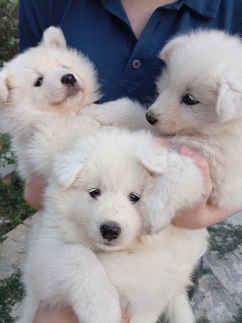 Samoyed balası — Bakı