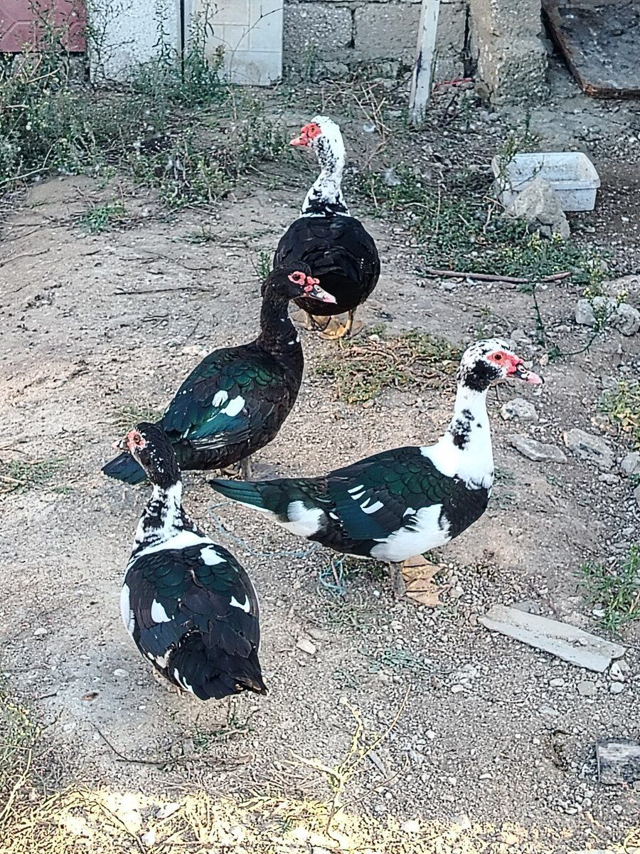 Yaponka toyuq və ördək — Quşlar, Bakı (2)