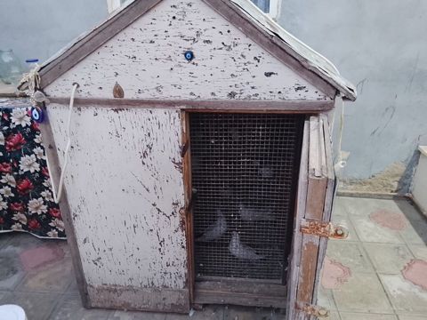 Salam qiymətdə razılaşma olacağ xaricə getdiyim üçün təcilli satılır — Güvercinlər