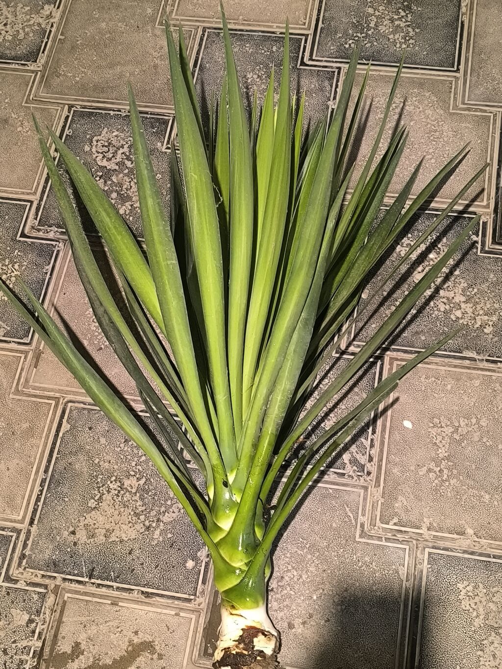 Yucca (yucca filamentosa tipli) – dekorativ otaq və ya həyətyanı üçün — Qapı bitkələri, Masazır (2)