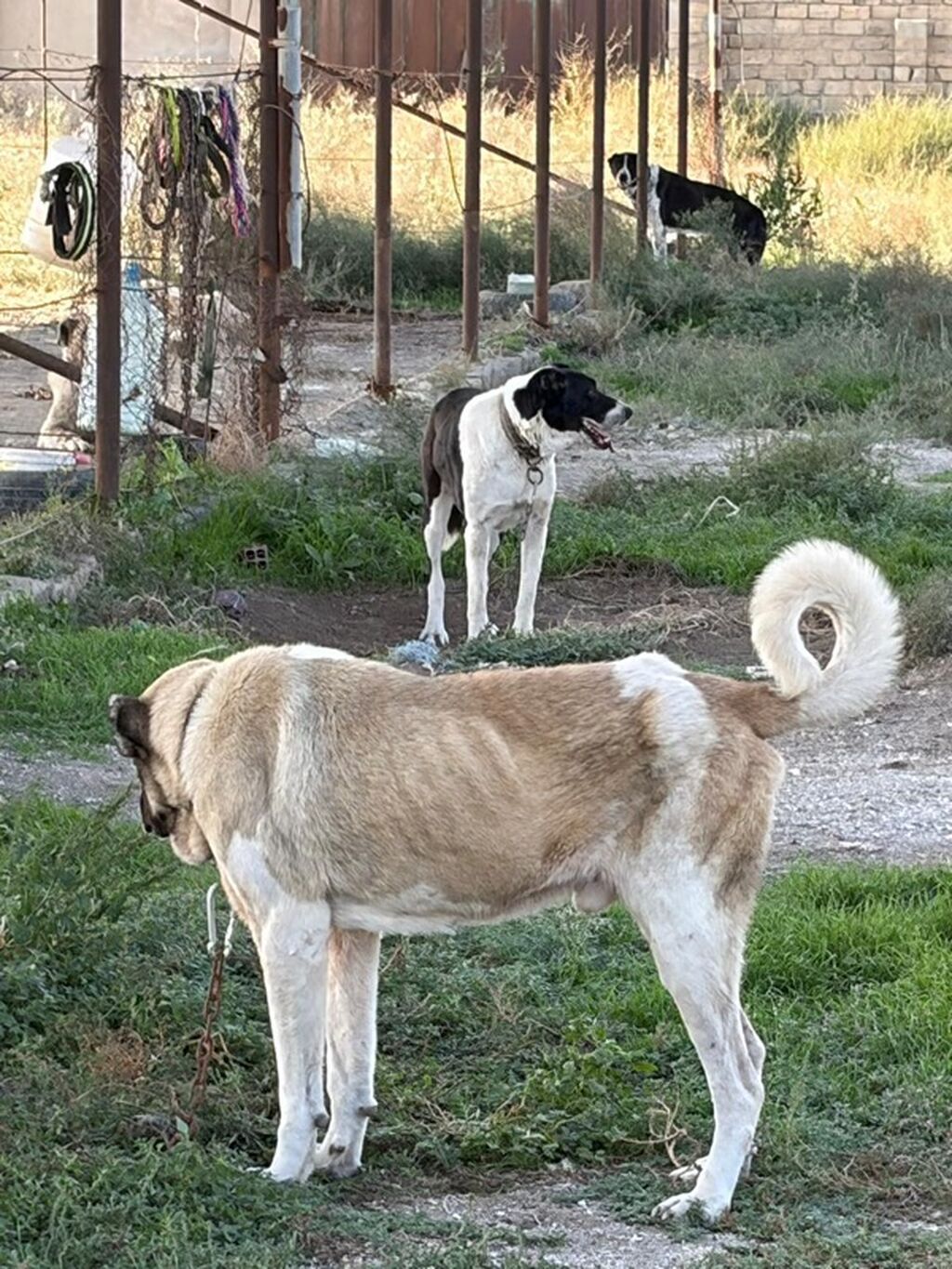 Qurdbasar, 3 il, Erkək, Peyvəndli, Rayonlara çatdırılma — Köpəklər, Mehdiabad (7)