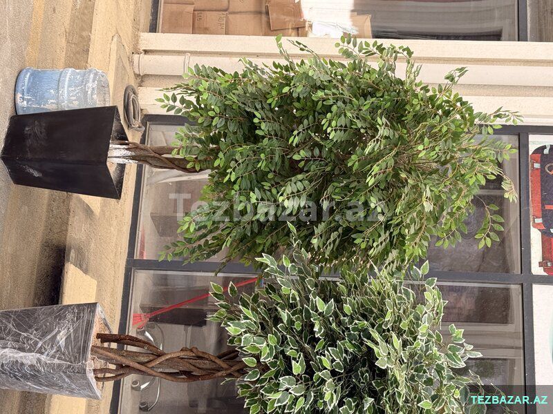 Green Layn — Ev malları, Bakı (5)