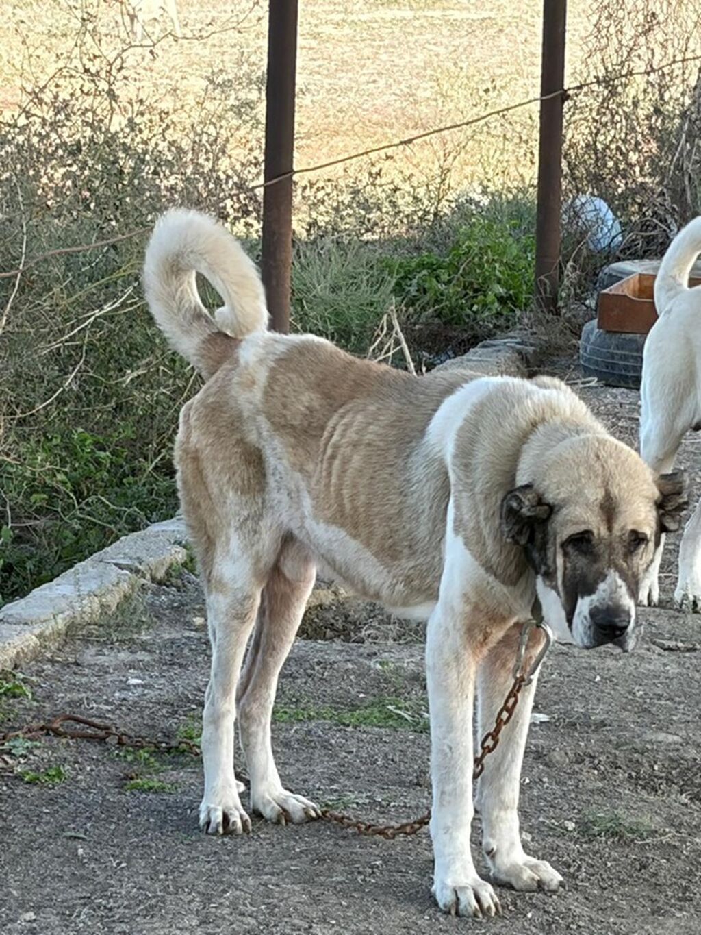 Qurdbasar, 3 il, Erkək, Peyvəndli, Rayonlara çatdırılma — Köpəklər, Mehdiabad (6)