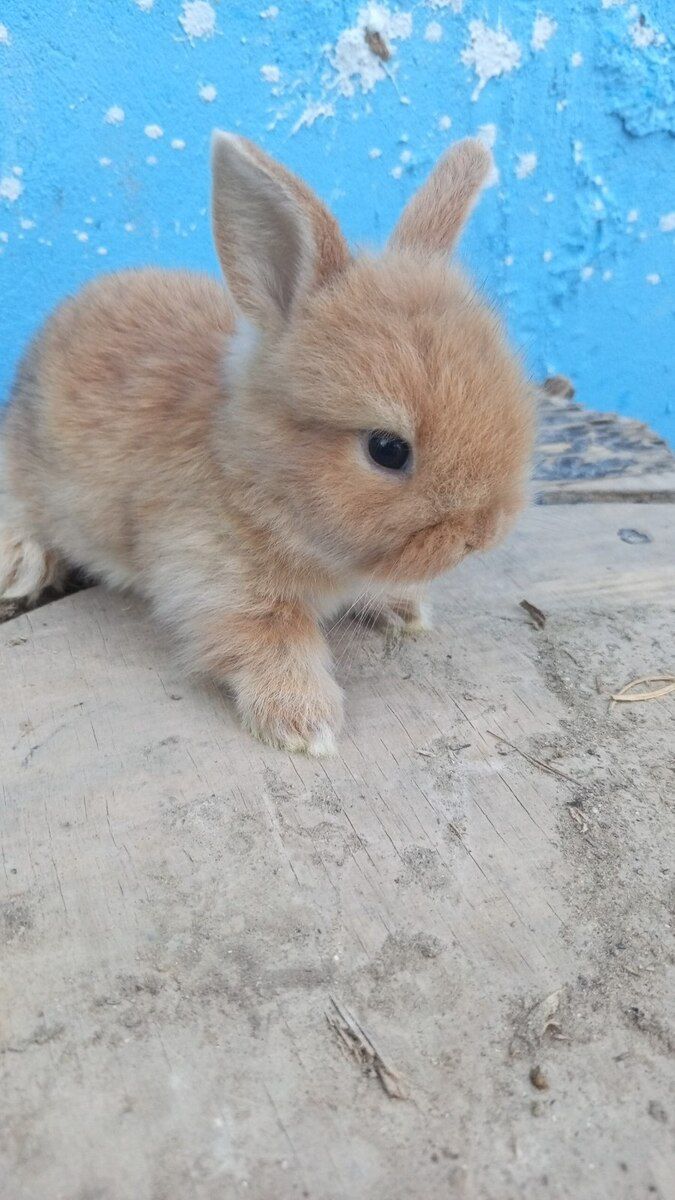 Holland lop dovşanı — Dovşanlar, Bakı (5)