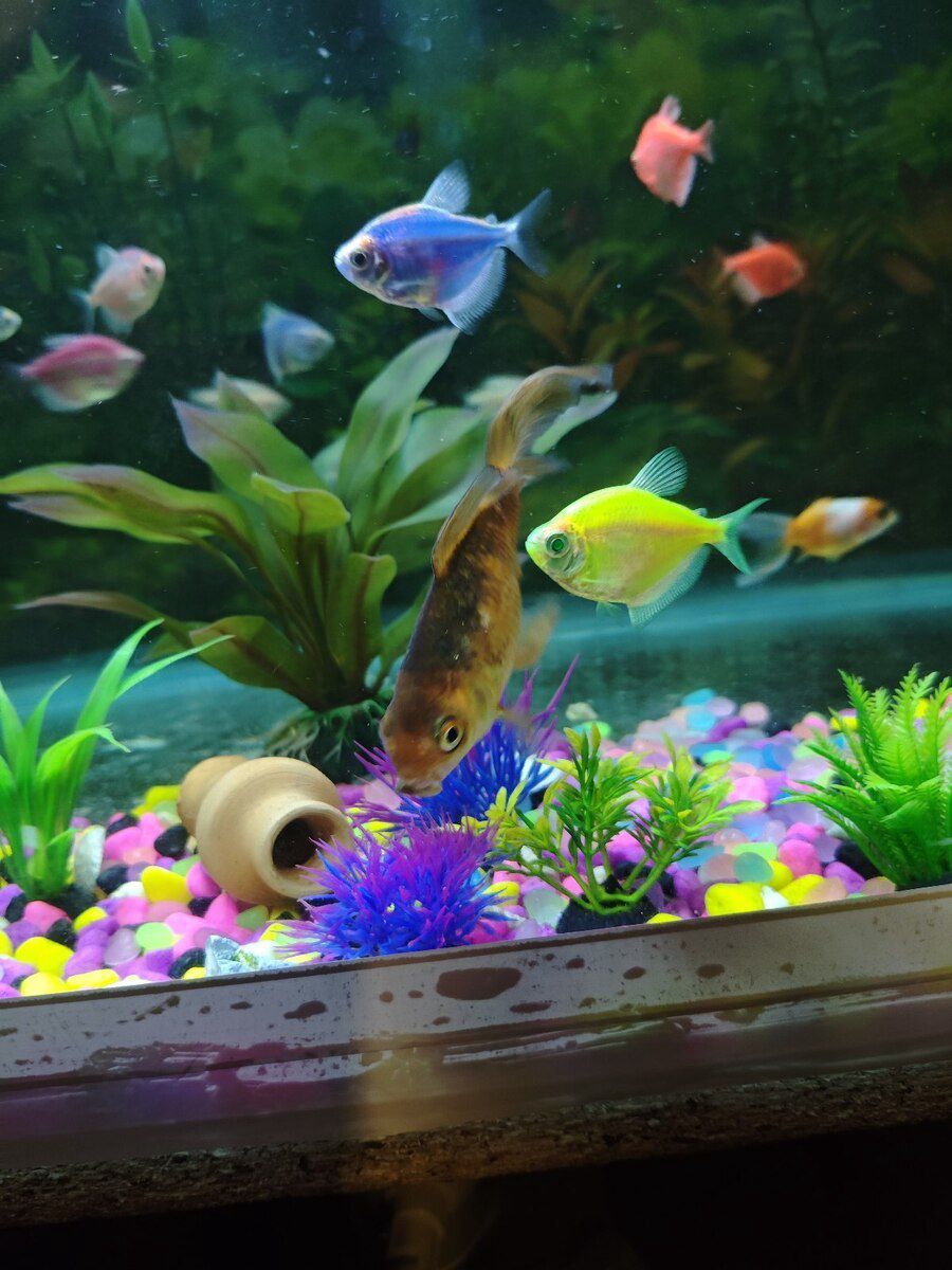 Akvarium — Akvariumlar və balıqlar, Bakı (10)