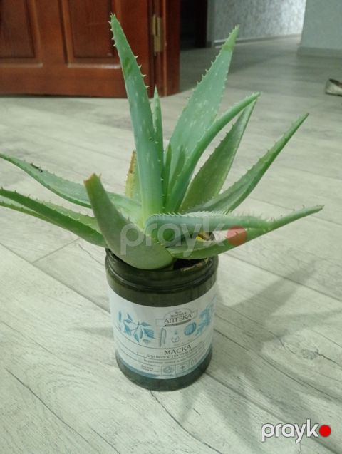 Bitki aloe — Bakı