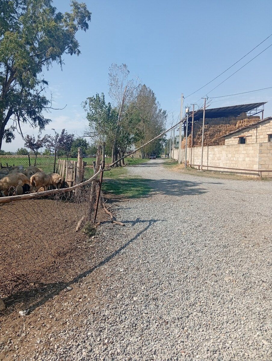 Həyət evi, Bərdə r — Ev, villa, Bərdə (5)