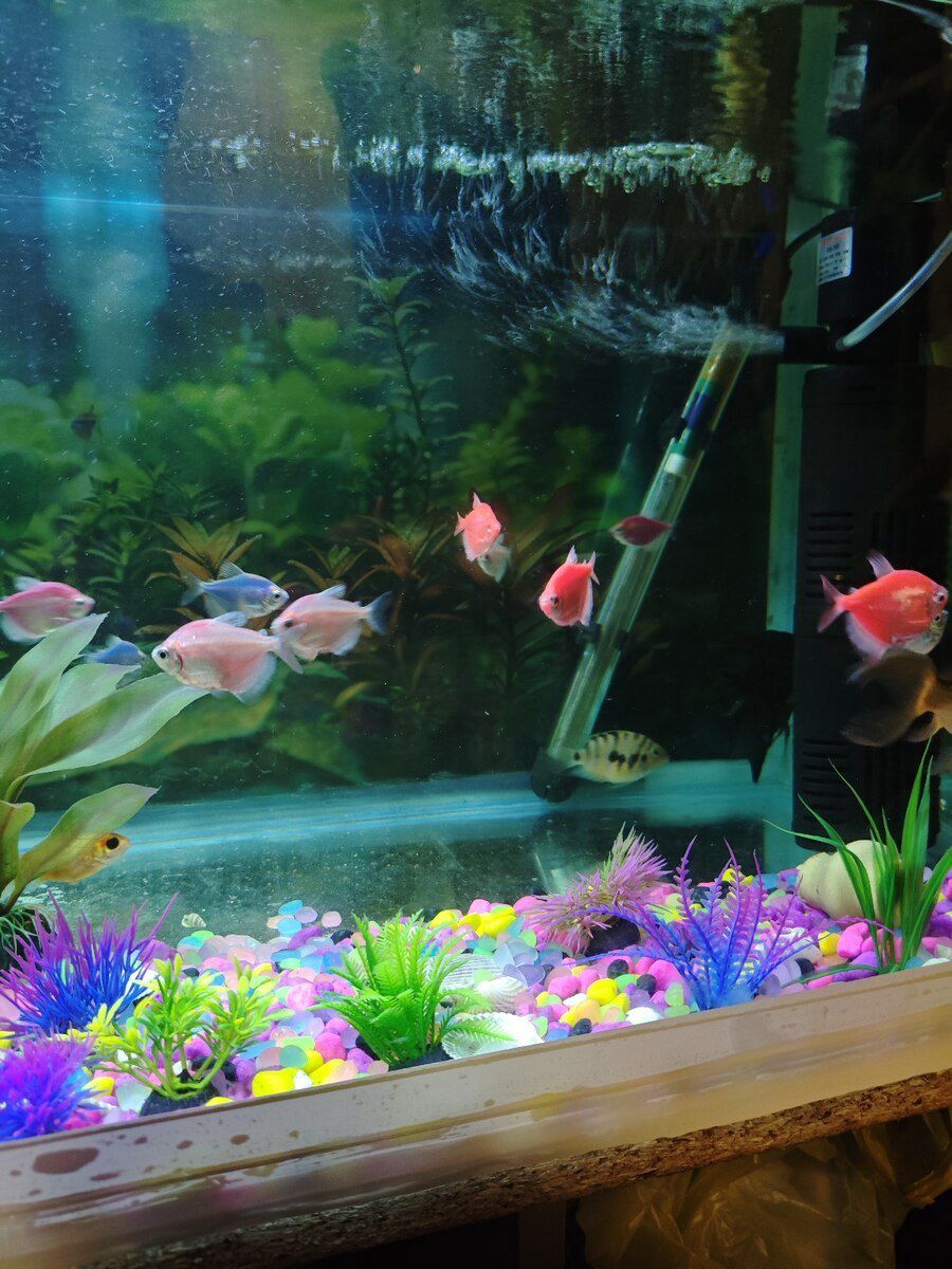 Akvarium — Akvariumlar və balıqlar, Bakı (8)