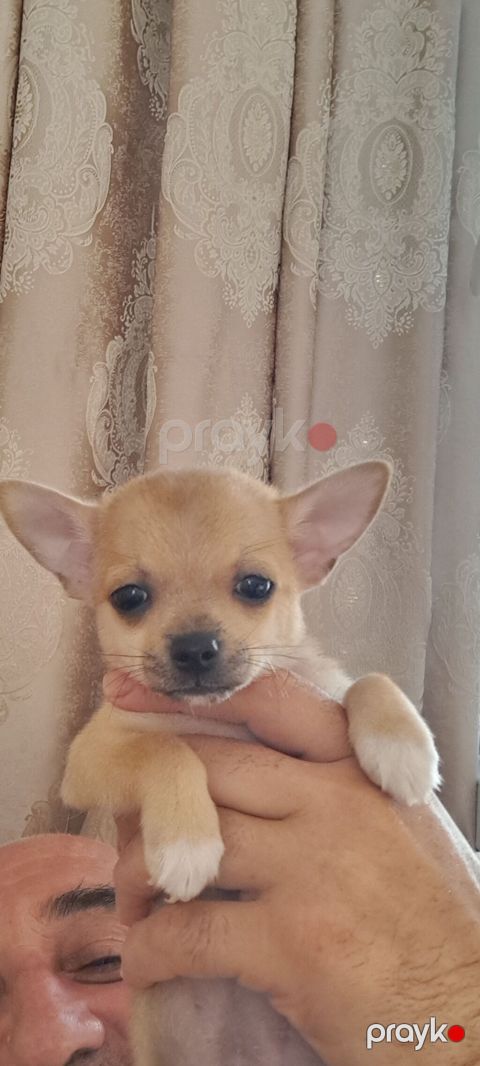 Çixuahua — Bakı