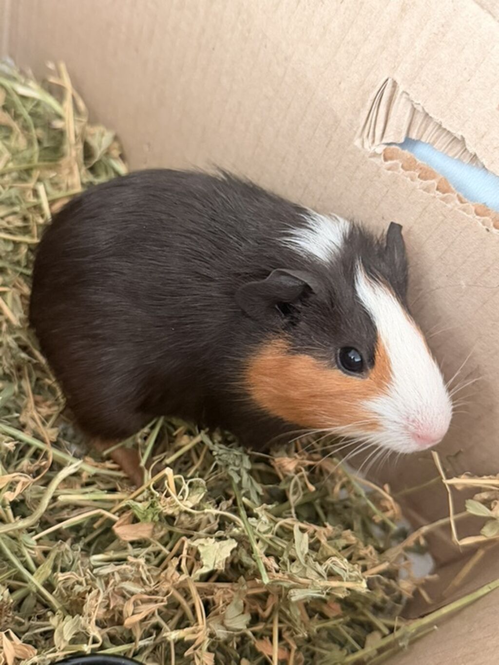 2 ay yarım Ev heyvanı – Qvineya donuzu (guinea pig) Qəti şəkildə — Kənd təsərrüfatı heyvanları, Xırdalan (3)