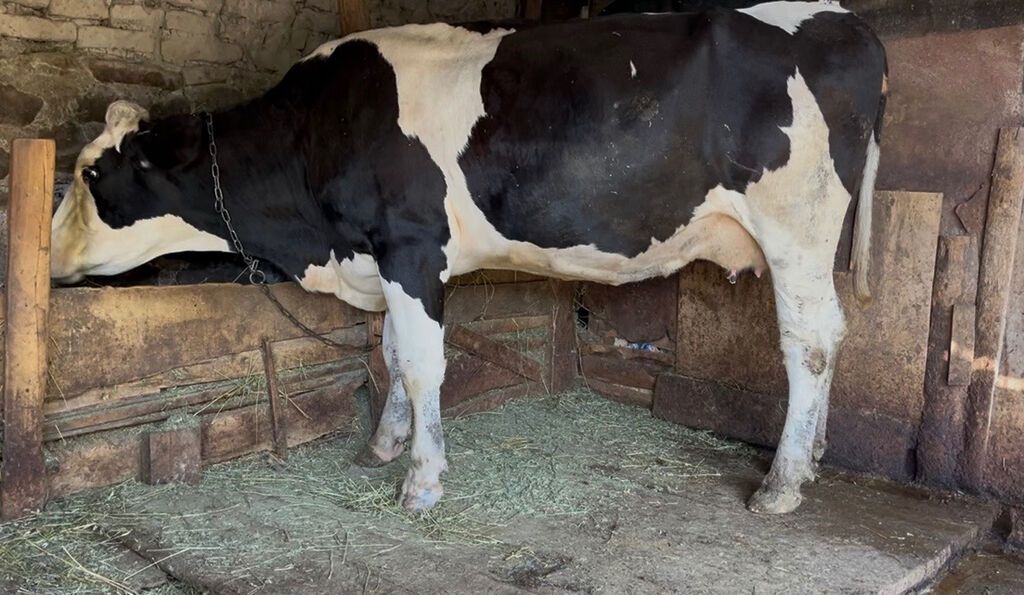 Simental inek 1 qarin dogub hal hazirda 10 litr sud verir. Cox yeke — Kənd təsərrüfatı heyvanları, Oğuz (2)