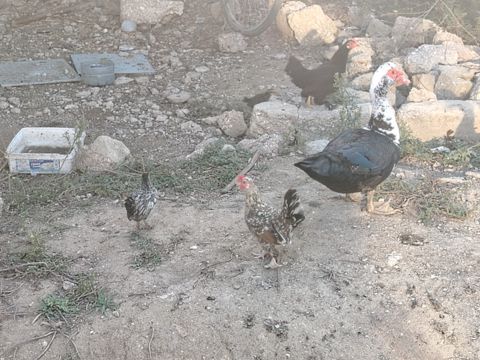Yaponka toyuq və ördək — Bakı