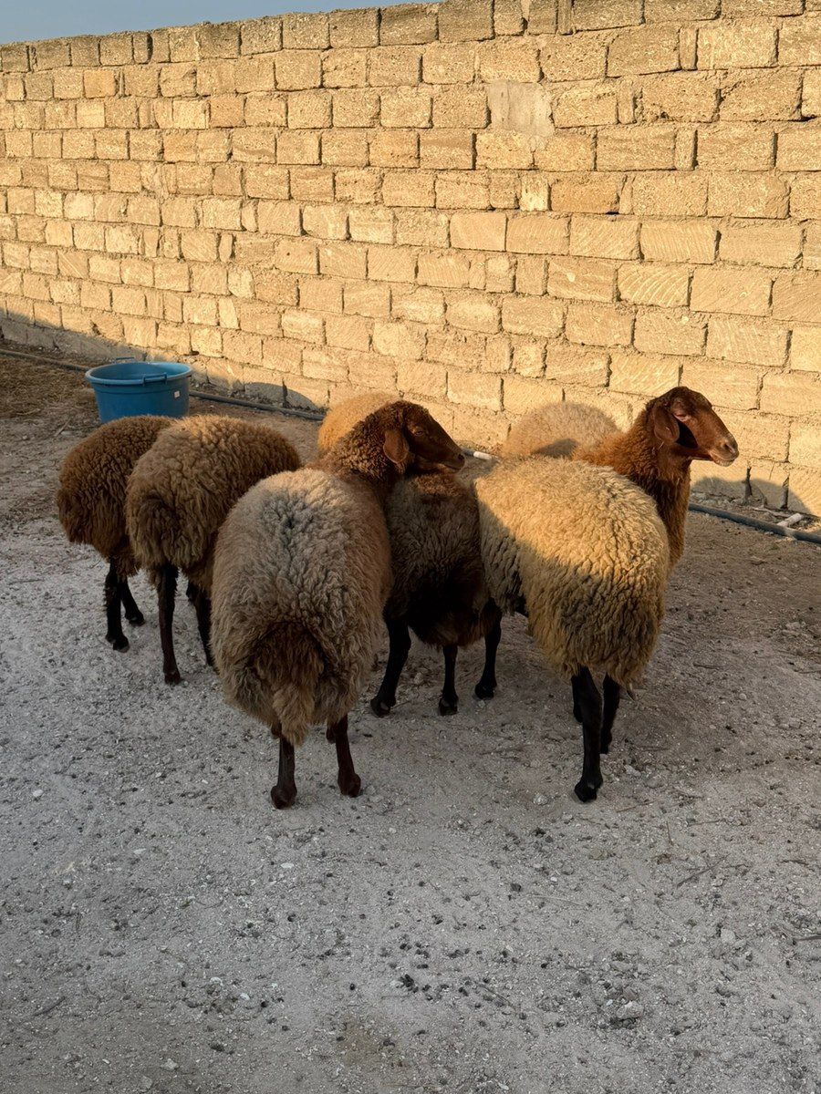 Qoçlar — Kənd təsərrüfatı heyvanları, Bakı (2)