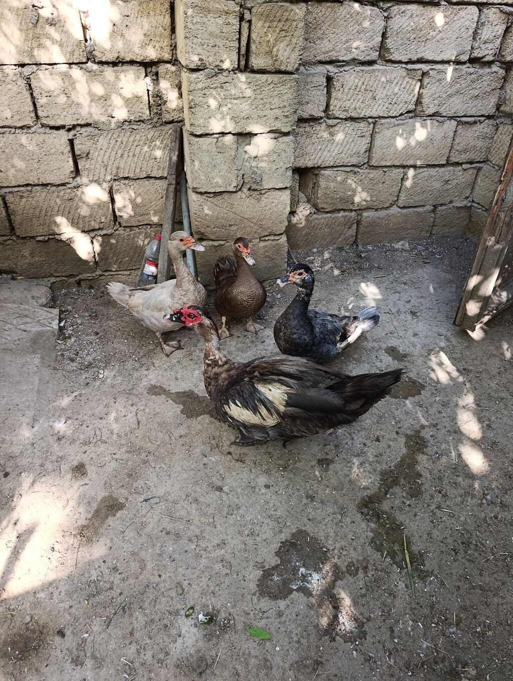 Lal Ordək. Sort. 1 Erkək. 3 Dişi. Erkək Tuleydədi. Qızğın. Damazlıq — Digərləri, Bakı (2)