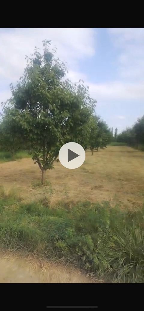 17 sot torpaq sahəsi, Quba r — Quba