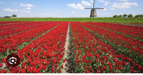 Holland dili dərsləri sıfırdan evlenme programı, nederlanda kaeyera — Güzdək
