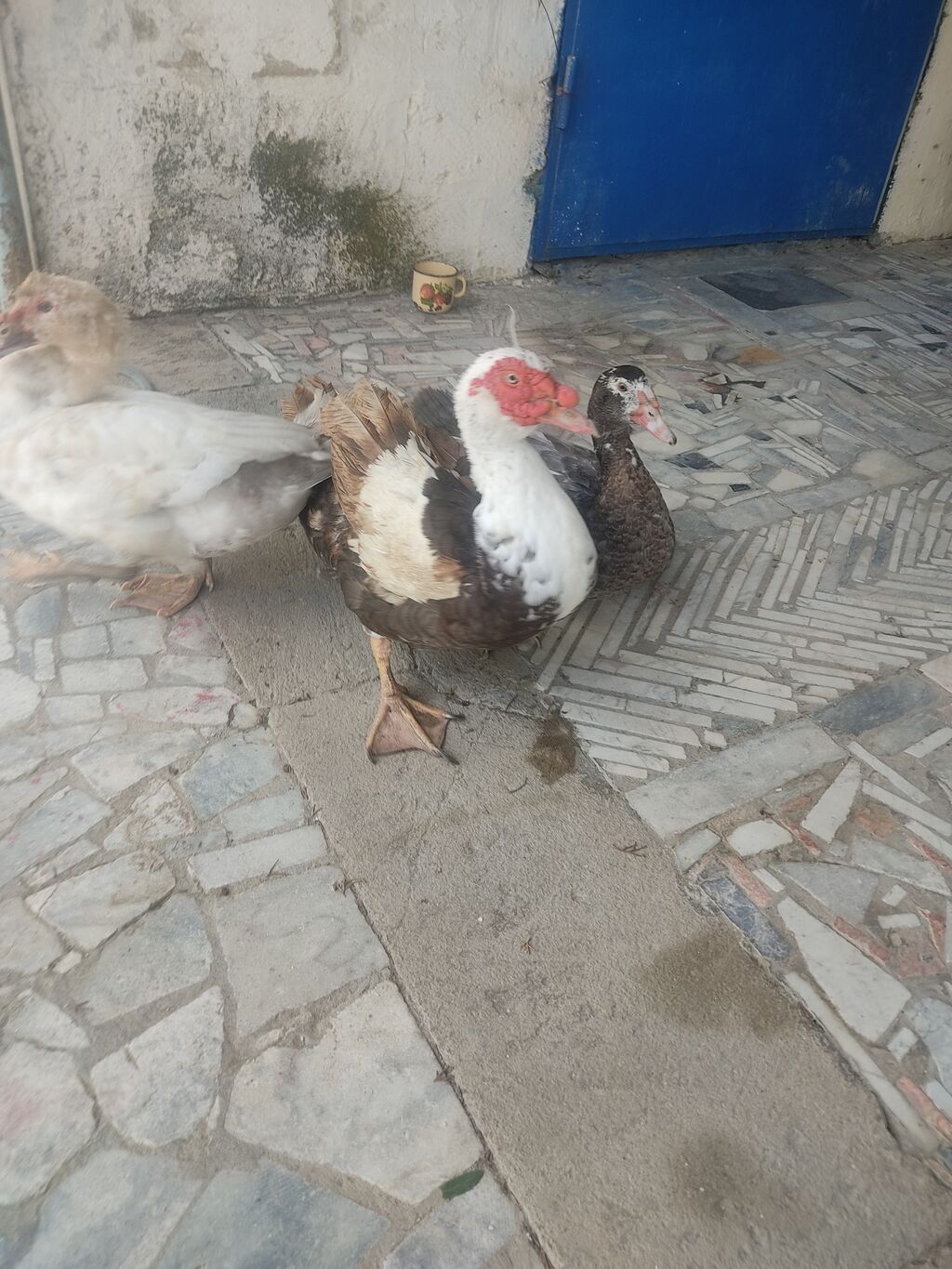 Tam saglam lal ordekler — Digərləri, Digah (4)