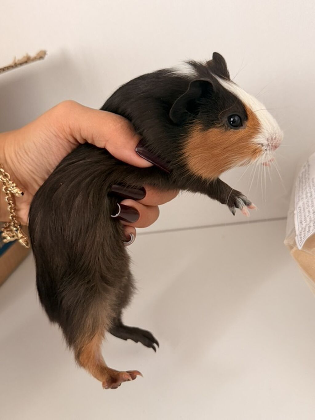 2 ay yarım Ev heyvanı – Qvineya donuzu (guinea pig) Qəti şəkildə — Kənd təsərrüfatı heyvanları, Xırdalan (2)