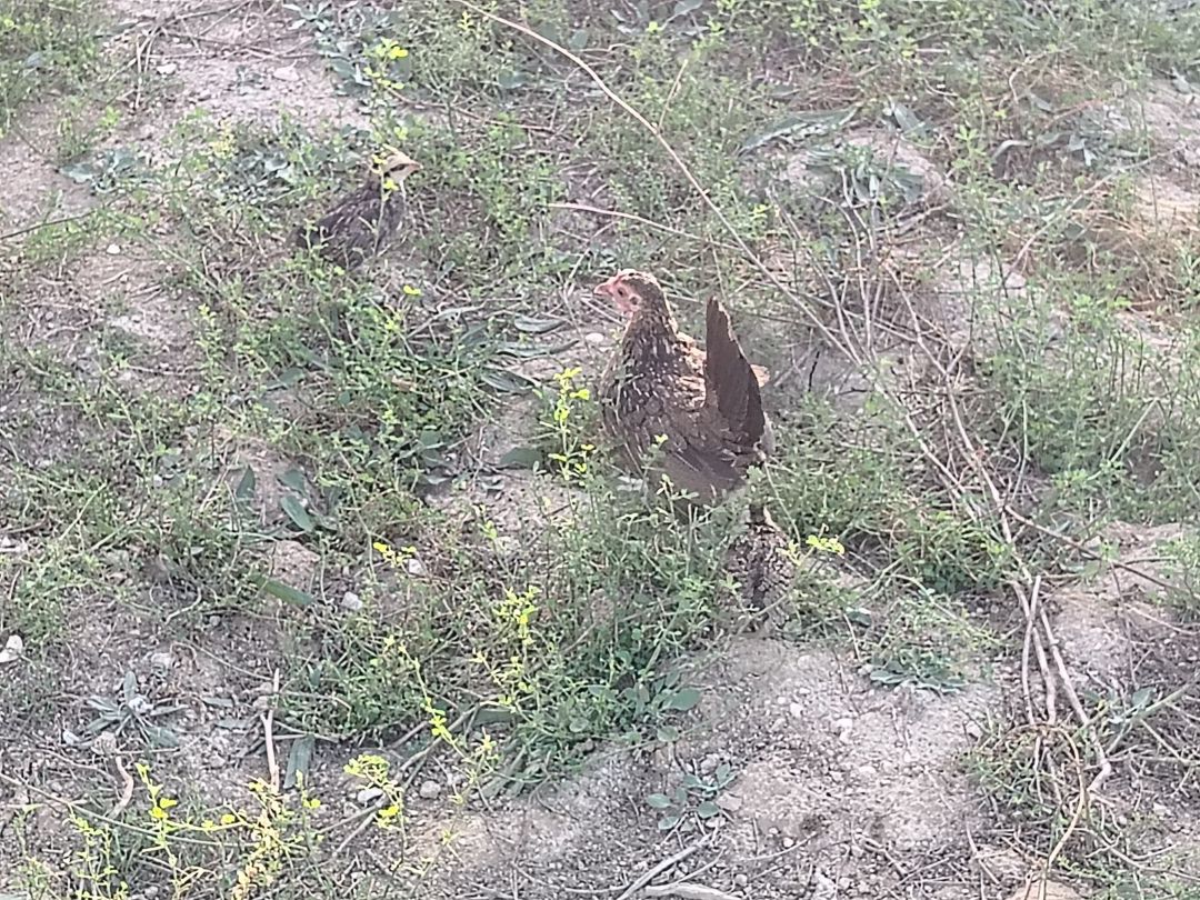 Yaponka toyuq və ördək — Quşlar, Bakı (4)