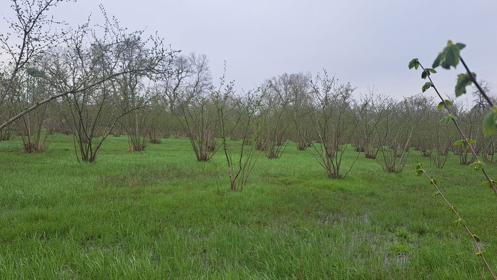 150 sot, Kənd təsərrüfatı, Kupça (Çıxarış) — Torpaq, Laçın (3)
