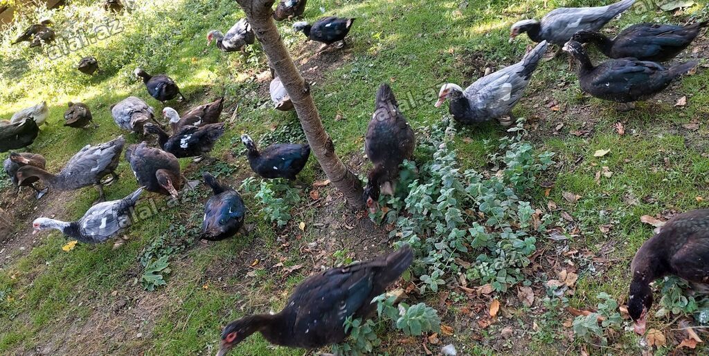 Lal ördək 30 Lavanda 35 AZN — Quşlar, Xızı (2)