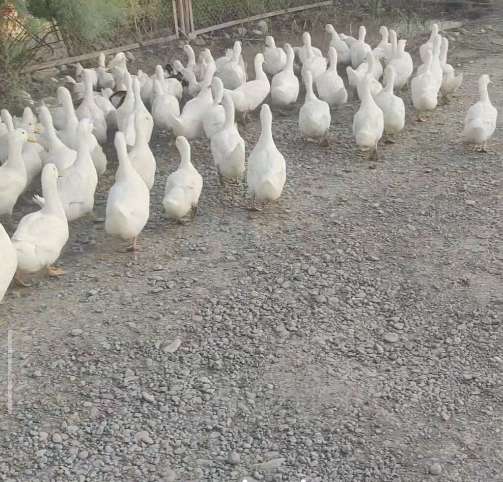 Pekin Ördəkləri, 800dən çox ördək var kuban ördeyi, ordeklerin 200ü — Digərləri, Ağcabədi (2)