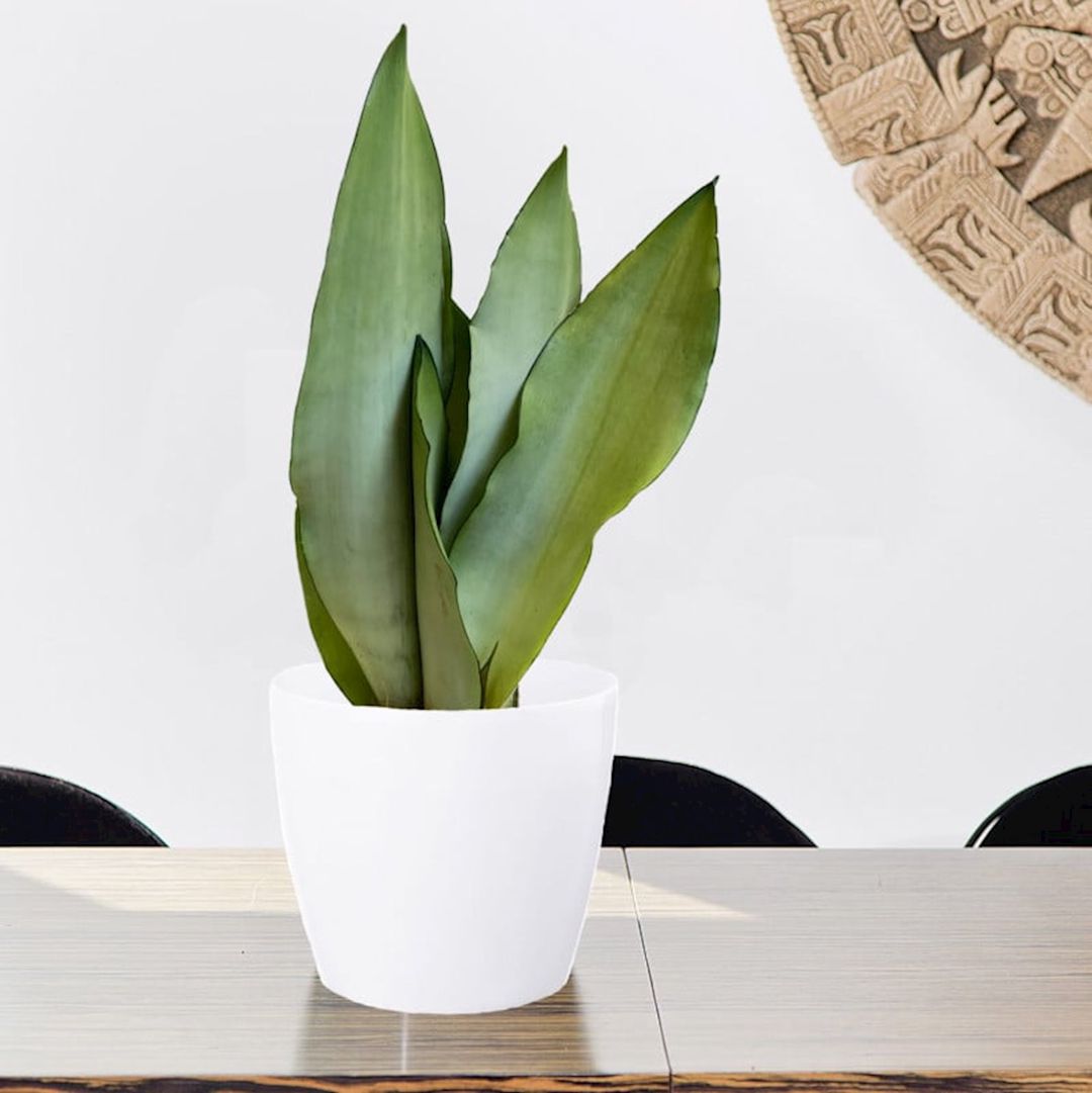 Dibçək Lamela Magnolia 18x15.9 sm, plastik, ağ — Mallar, Bakı (2)