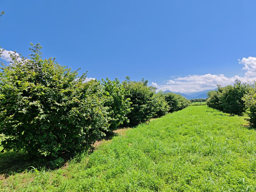 Satılır torpaq 100 sot — Torpaq, Zaqatala (2)