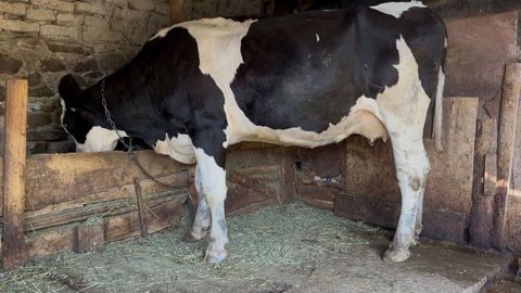 Simental inek 1 qarin dogub hal hazirda 10 litr sud verir. Cox yeke — Oğuz