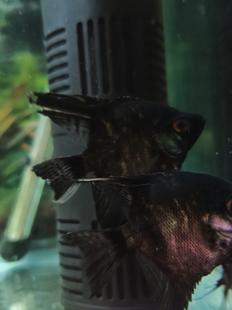 Akvarium — Akvariumlar və balıqlar, Bakı (12)