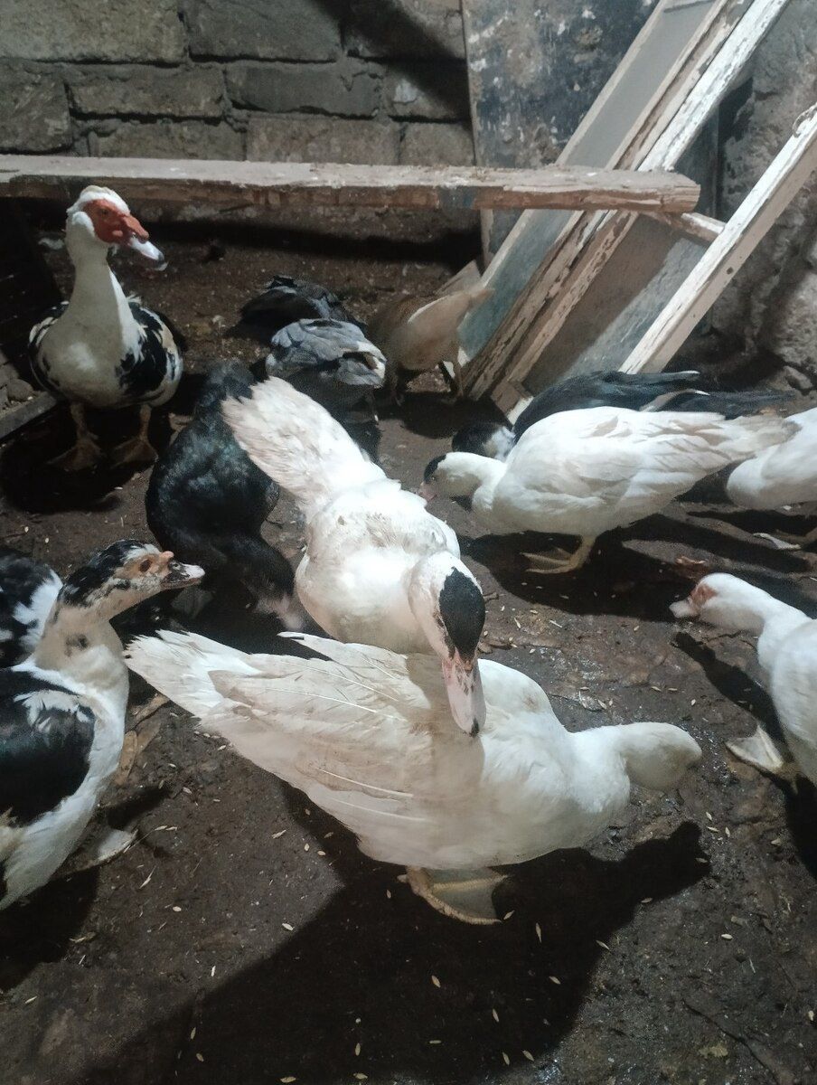 Lal ördəklər — Quşlar, Bakı (3)