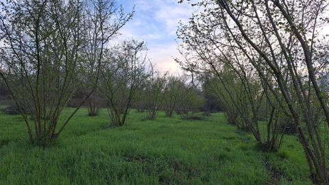 1 sot, Kənd təsərrüfatı, Kupça (Çıxarış) — Laçın