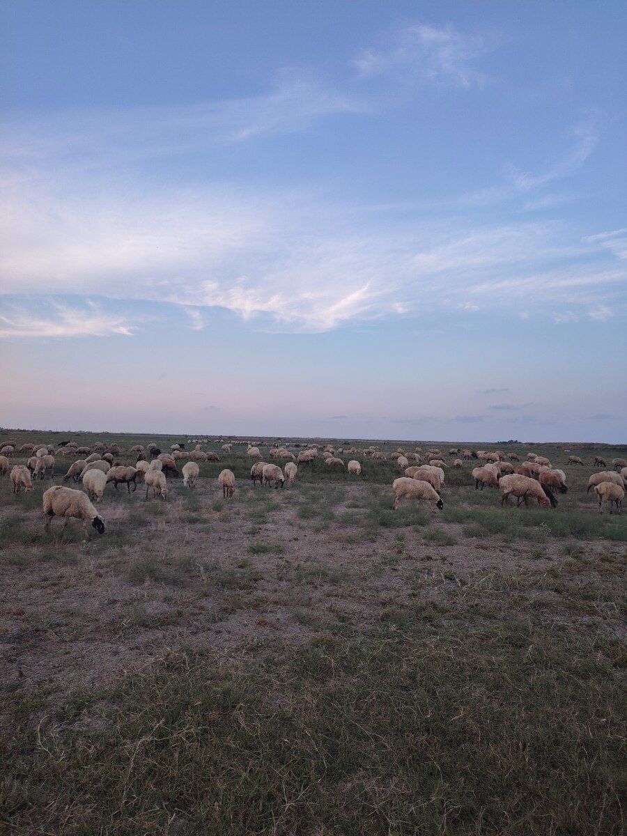 Qoyunlar — Kənd təsərrüfatı heyvanları, Şabran (11)
