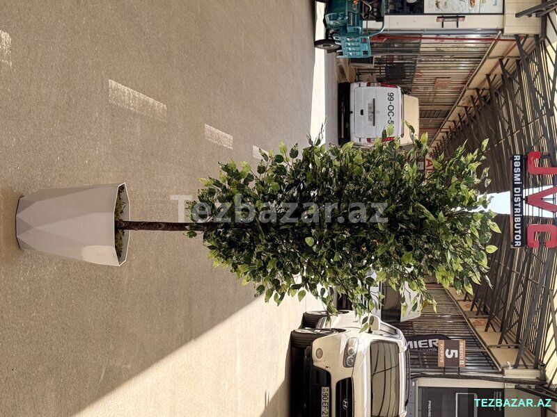 Green Layn — Ev malları, Bakı (2)