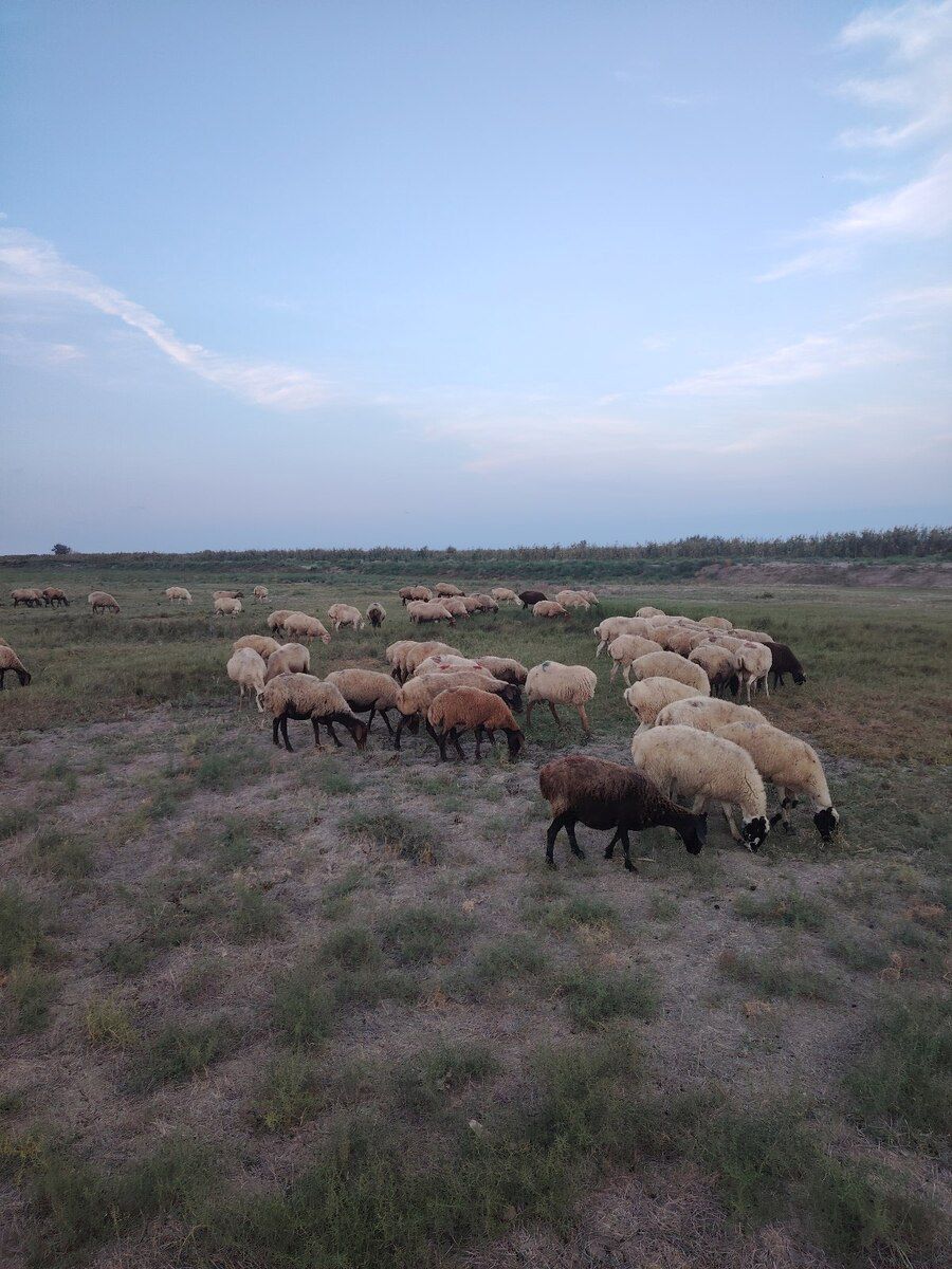 Qoyunlar — Kənd təsərrüfatı heyvanları, Şabran (9)