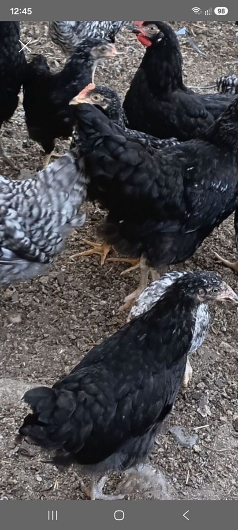 Qara toyuqlar satılır 3 ay 25 günlükdülər vaksin olunublar. kənd — Bakı