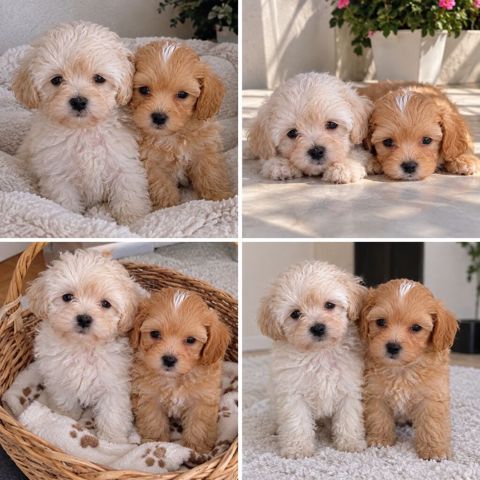 Maltipoo F1 balalar Mikro.Ana 3 kq yarim Ata 2 kq yarim.Balalar — Digah