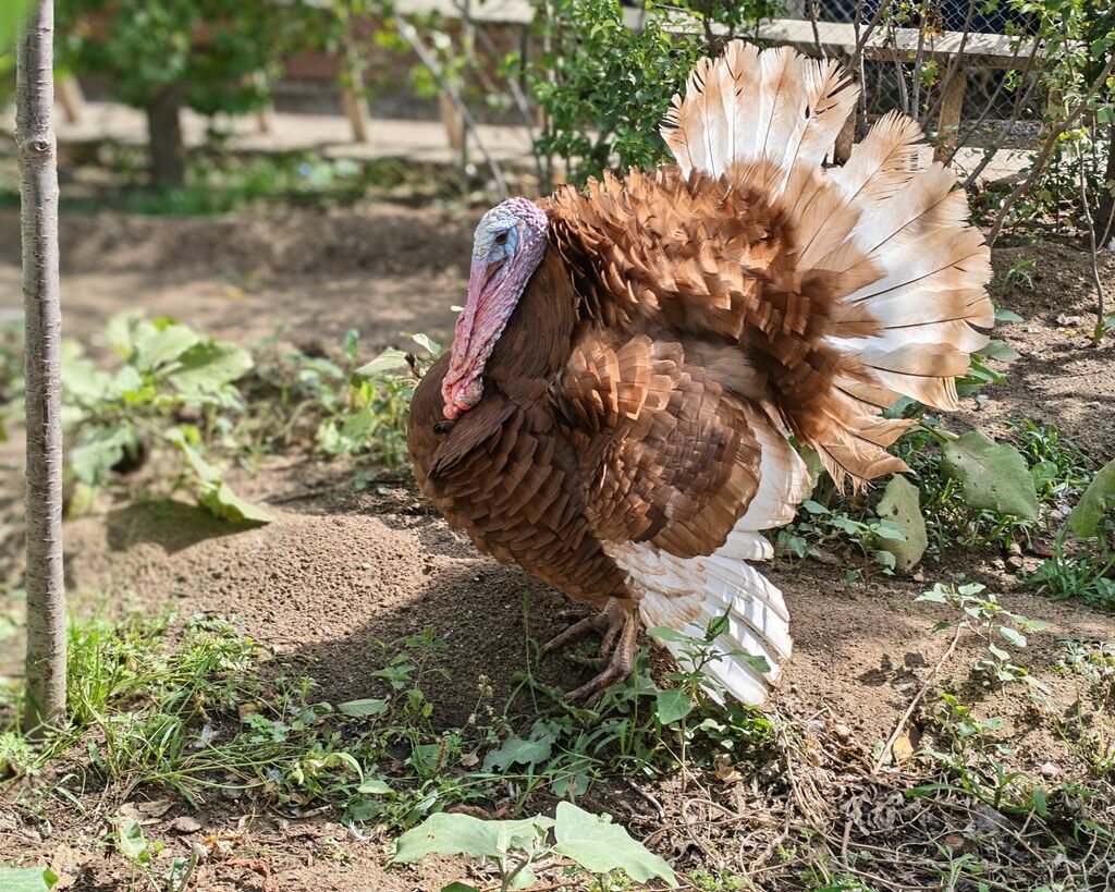 Dişi, Holland, Yumurtalıq, Ünvandan götürmə — Digərləri, Digah (7)