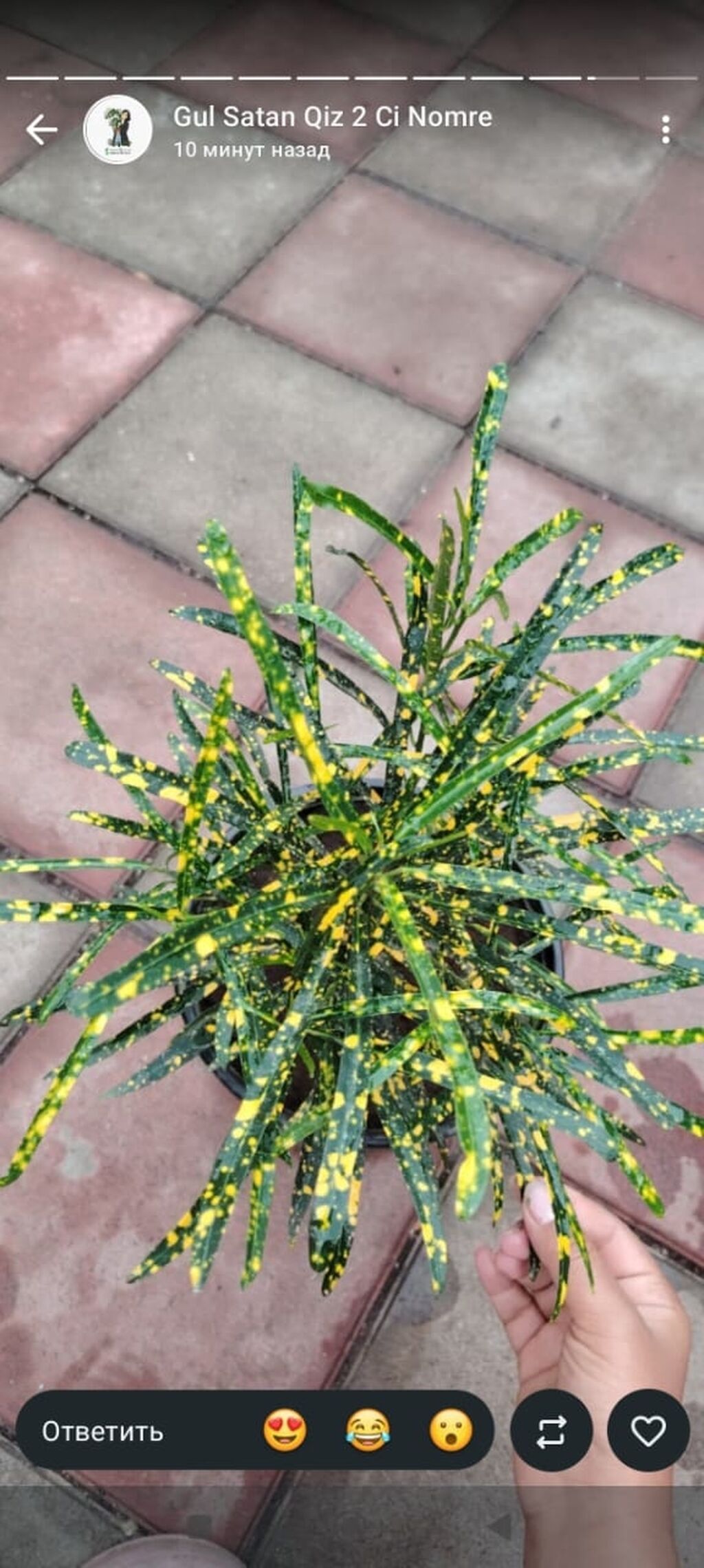 Məhsul: Kroton (Codiaeum variegatum) – “Gold Dust”/“Gold Star” — Qapı bitkələri, Bakı (2)