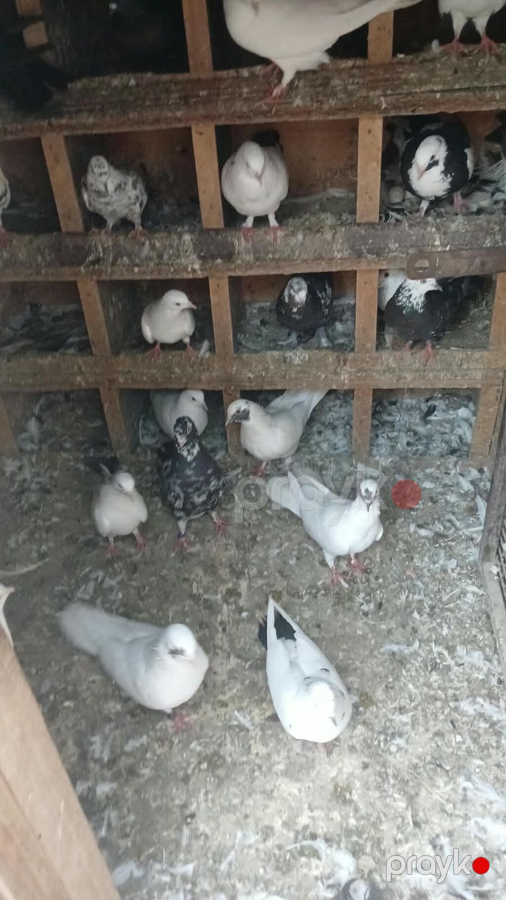 Yuva qarşig gəl apar - Növ: dekorativ/ev göyərçinləri (ağ, qara — Kunalar, Masazır (8)