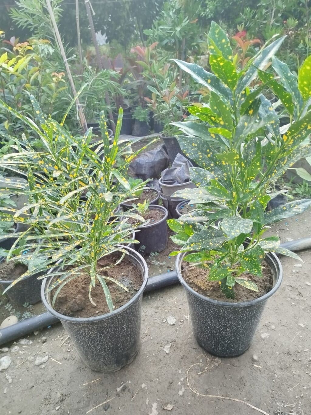 Məhsul: Kroton (Codiaeum variegatum) – “Gold Dust”/“Gold Star” — Qapı bitkələri, Bakı (3)
