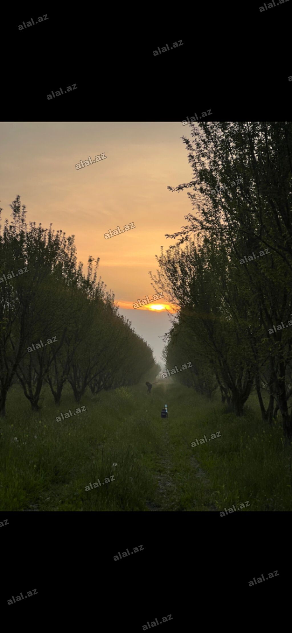200 sot, Mülkiyyətçi, Kupça (Çıxarış) — Torpaq, Göyçay (3)